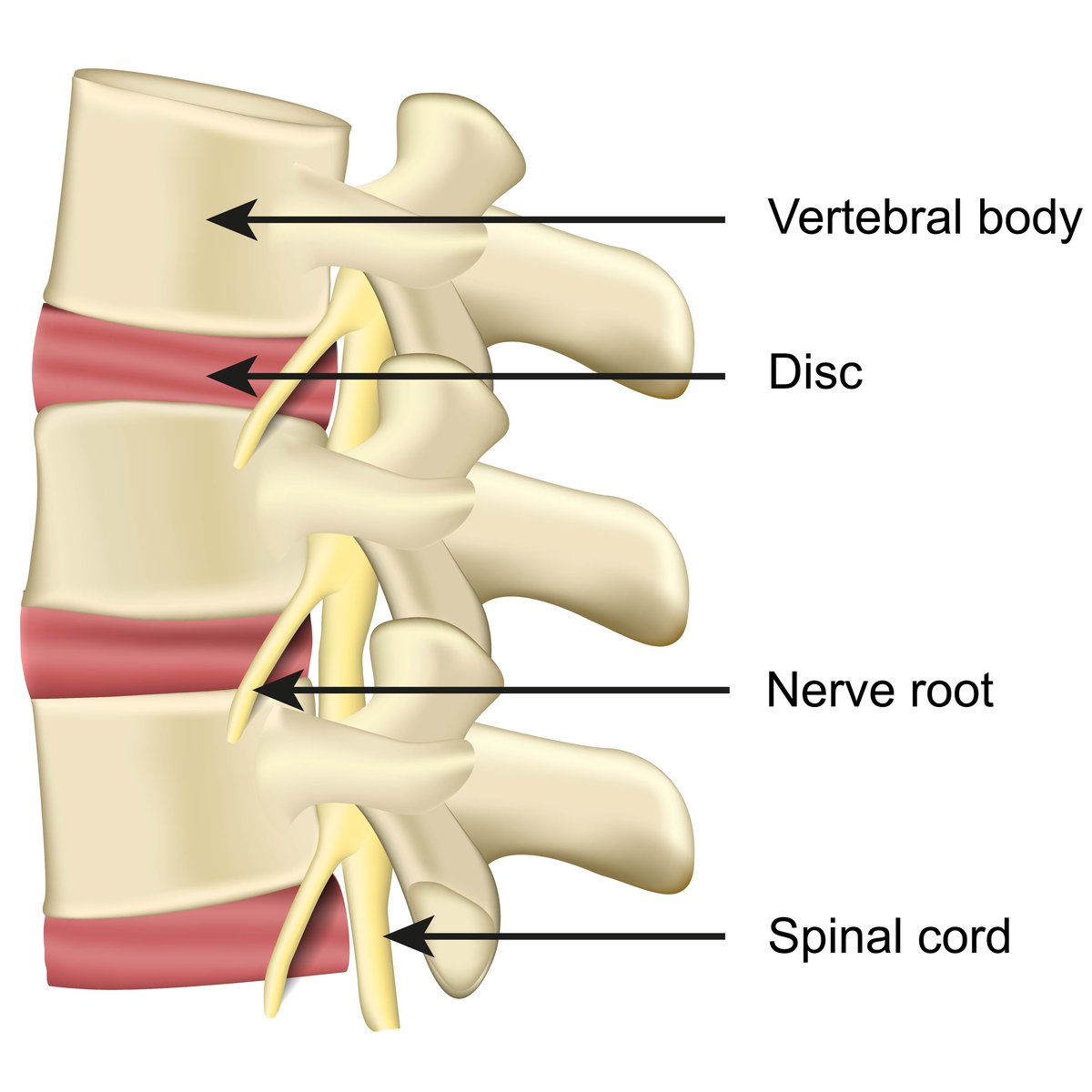 Claudication Spine Icd 10